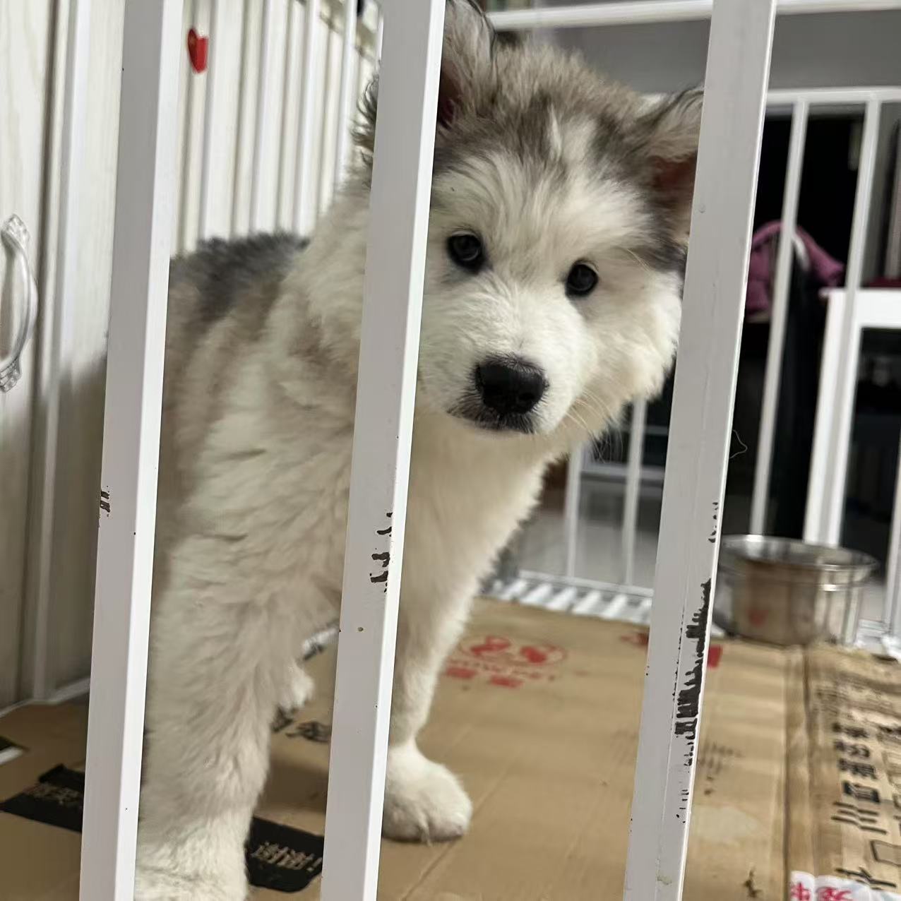 阿拉斯加幼犬